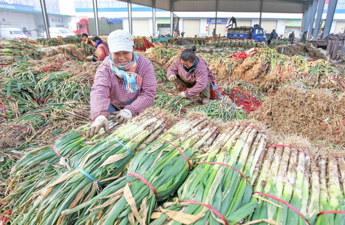 22年圓夢創城 顏值與魅力俱增，文明與發展共舞——聚焦食用農產品批發