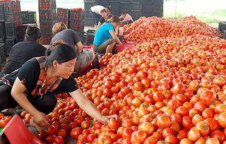 蔬菜價格持續走低 商務部監測顯示食用農產品批發價連降三周