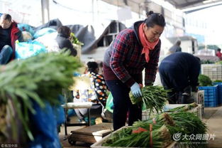 濟南實行“雙證制”管理，守護韭菜安全從源頭抓起