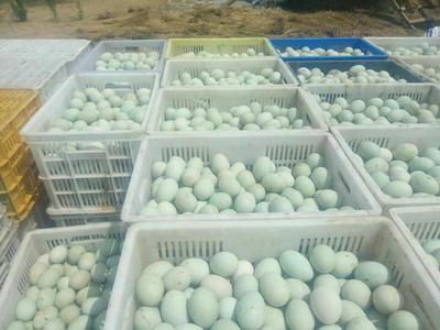 青殼紅心鮮鴨蛋 優質食用農產品的批發之選